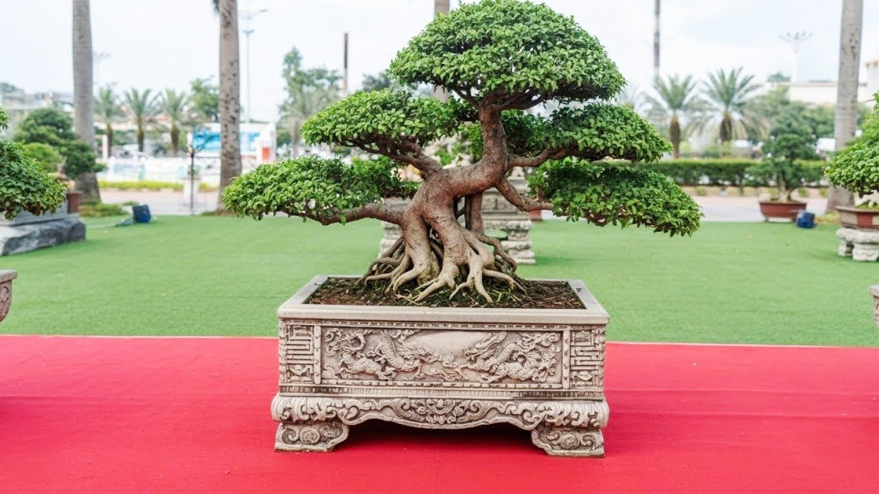 VN Essence Details of the bonsai works at the bonsai exhibition.