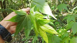 Pal Trek - Nhận Biết Thực Vật Qua Video screenshot 2