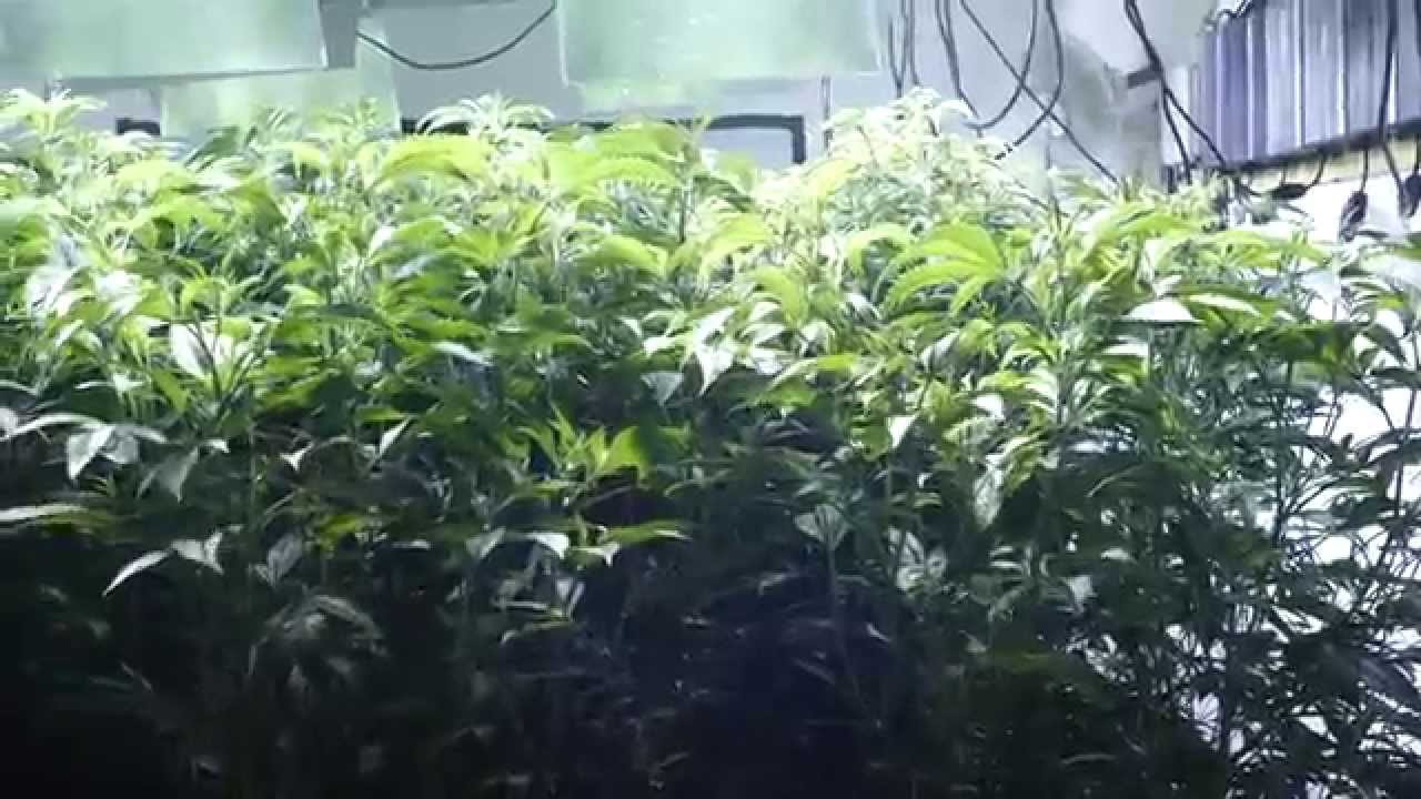 SFVOG Mothers Right Before Cutting! (4KUHD)