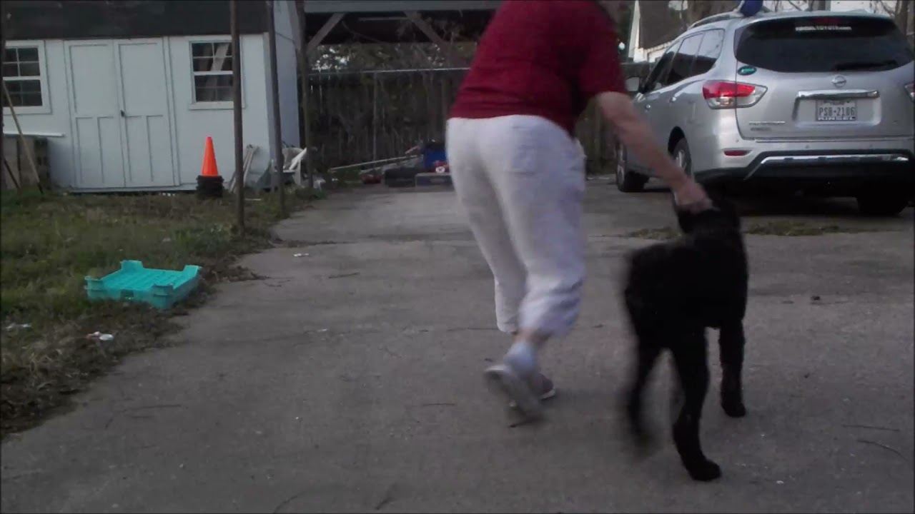 Do Puppies Suffer From Growing Pains