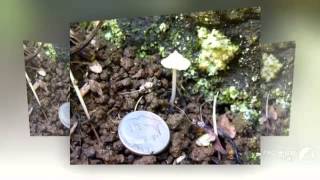 Entoloma stylophorum - fungi kingdom