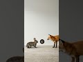 토끼와 여우 그리고 지켜보는 고양이