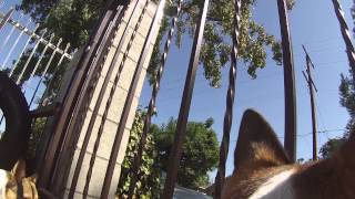 Go Pro Hero 3 White Corgi Test