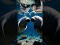 “Two Manatees Swim Together and Blow a PERFECT Heart Bubble 🌊 💙😭”#love #animals #cute