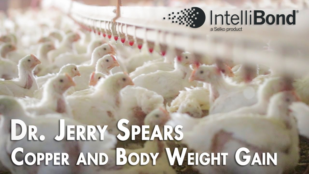 Copper and Body Weight Gain in Broilers YouTube