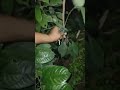 Nutmeg Plant | Available on IndiaMART