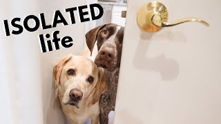 We miss you! | German Shorthaired Pointer & Labrador Retriever