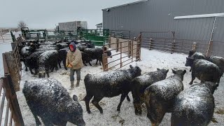 Selling 300 Calves! Wild Day!