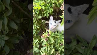 Trying to scare a cat #fun #cat #anmals #trending #kitten #funny #cute #catmemes #catshorts #viral