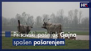 Prisavski Pašnjak Gajna Spašen