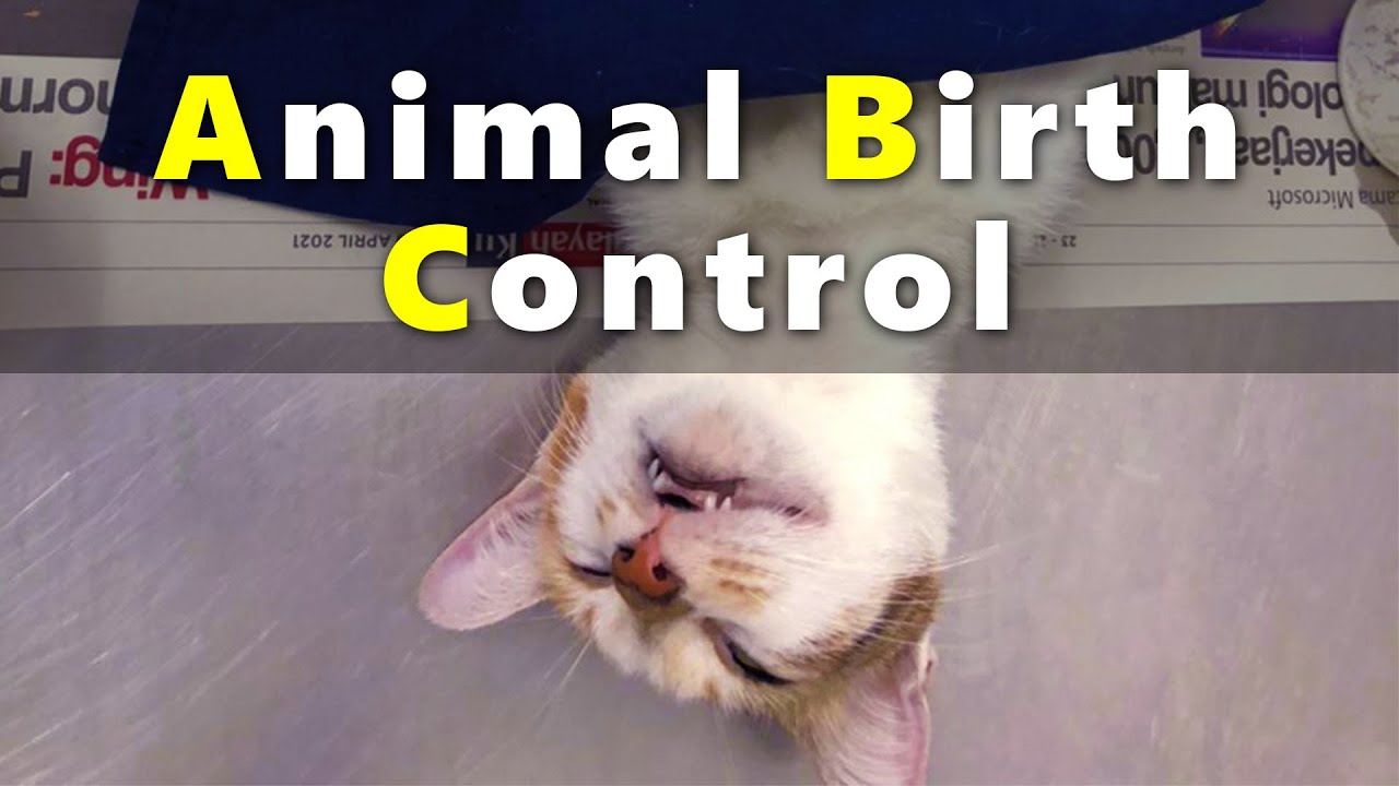 Animal Birth Control action 1 YouTube