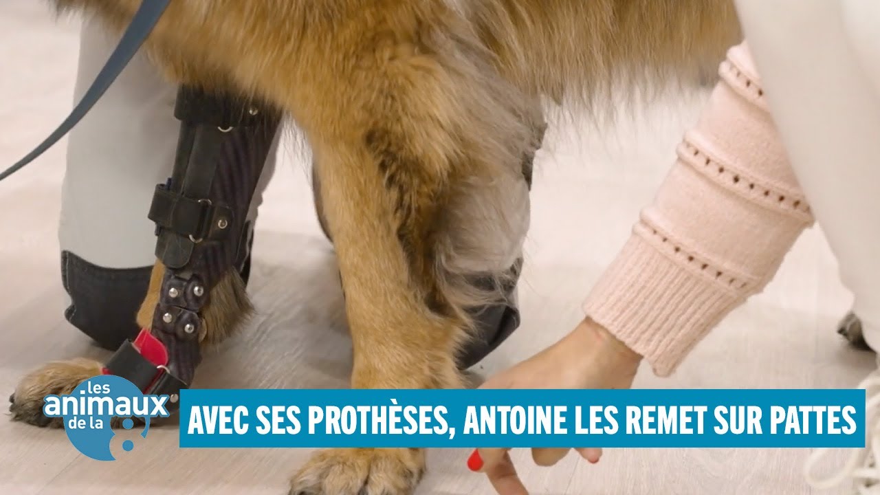Avec ses prothèses Antoine les remet sur pattes - Les Animaux de la 8