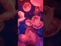 Deep Sea Fish Regrows Spine, Then Breaks It Again