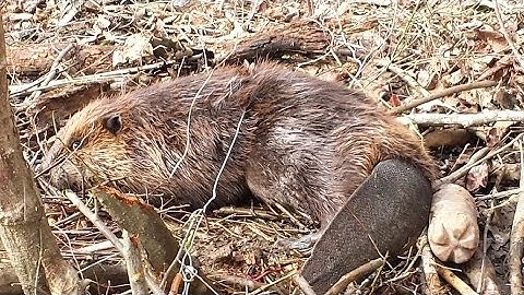 Beaver Trapping - Double Dam Break Set and a few others