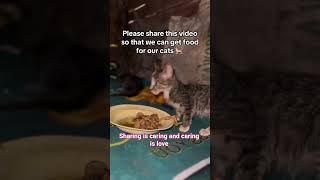 visit my PayPal link in the bio to help me to feed my shelter dogs🐕‍🦺🐕‍🦺and cats🐱🐈with the puppies🐶🐕