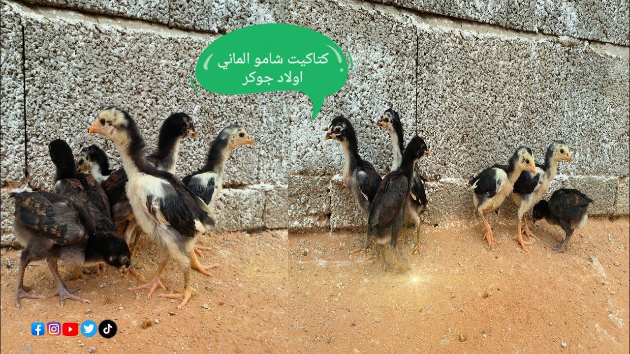 كيف اطلع كتاكيت شامو الماني مستوى 100% 🐓💪