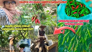 Musim kekeringan manen cabe buahnya sangat lebat || lanjut jual coklat buat persiapan kondangan ⁉️