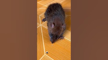 Có lẽ đây là con chuột quý #shorts BD84Vlog
