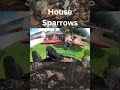 House Sparrows Take Over the Feeder 🐦