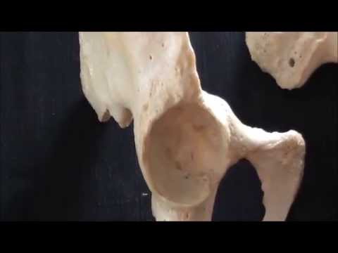 Hip bone | Doovi