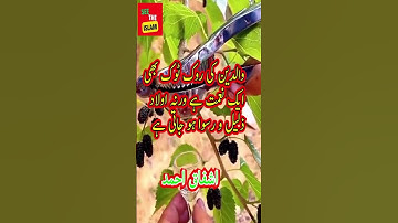 Golden words about life// Islamic quotes in Urdu// Urdu Quotes | ashfaq ahmad