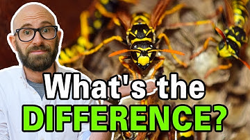 What is the Difference Between Bees, Wasps, and Hornets?