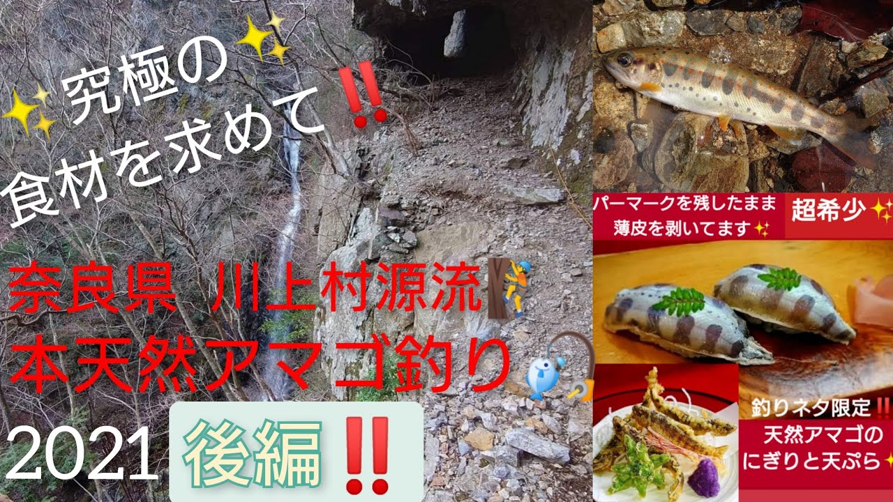 21 渓流アマゴ釣り 究極の食材を求め奈良県川上村源流釣行 後編 Youtube