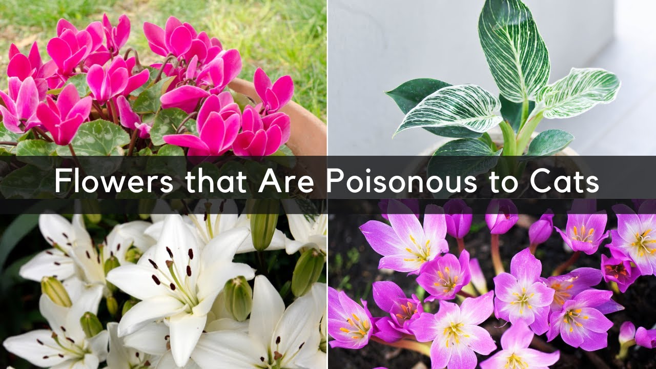 10 Poisonous Plants for Cats Flowers that Are Poisonous to Cats