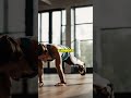 4 Exercises For Strong Core In 30 Days