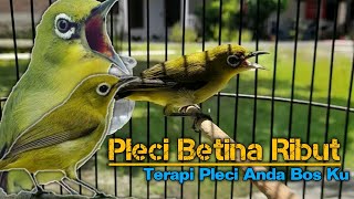 PLECI BETINA MANGGIL JANTAN ‼️ Bikin Semua Pleci Buka Paruh