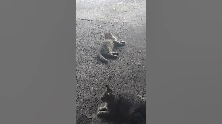 Kitties again