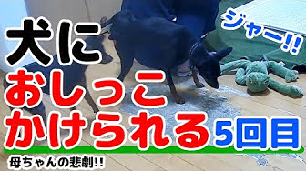 おしっこ Youtube