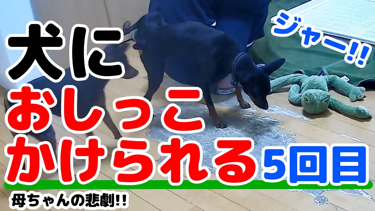 母ちゃんが犬におしっこ掛けられる5回目 早朝の悲劇 The 5th Early Morning Tragedy Where Mom Is Peeing On A Dog Youtube