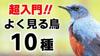 超入門街でよく見る鳥10種【解説】