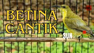 SOGON BETINA GACOR MEMANGGIL JANTAN, LANGSUNG RESPON DAN GACOR #PART 188