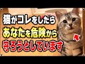 実は猫が飼い主を守ろうとしている可愛すぎる行動 "7選"