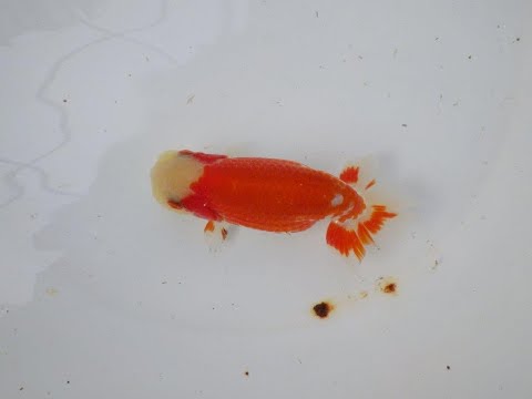 愛知超優良系統様】管理魚当歳らんちゅう L 四ッ尾 二本舵 約12,5