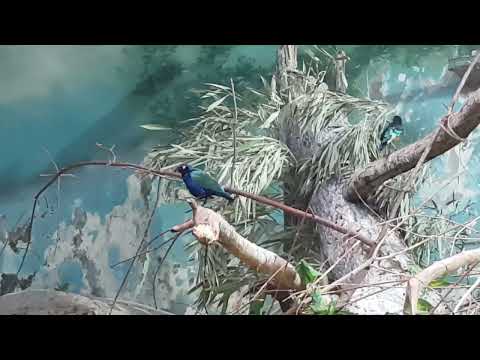 Purple glossy starling and Superb starling