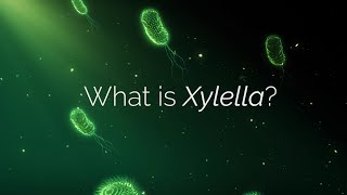 What is Xylella?
