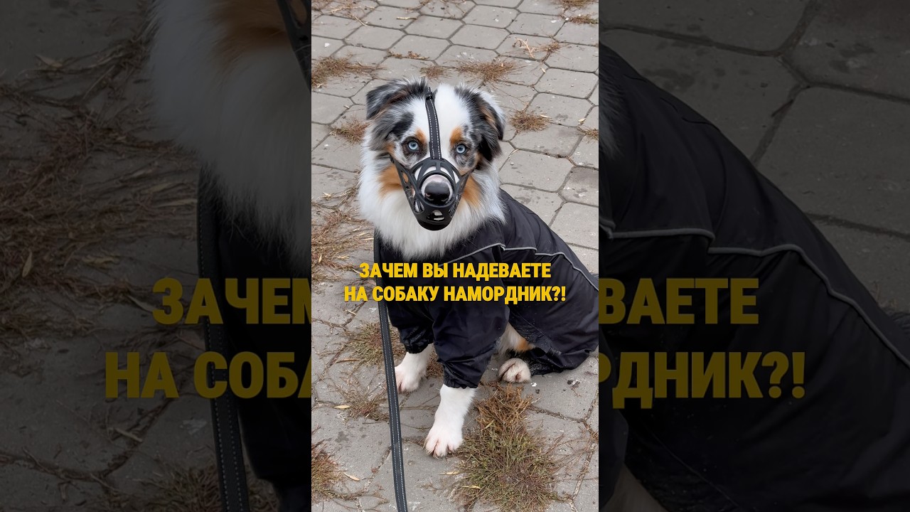 Сертифицированные пробиотики с ВБ 