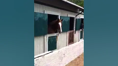 A new handsome face in our barn!