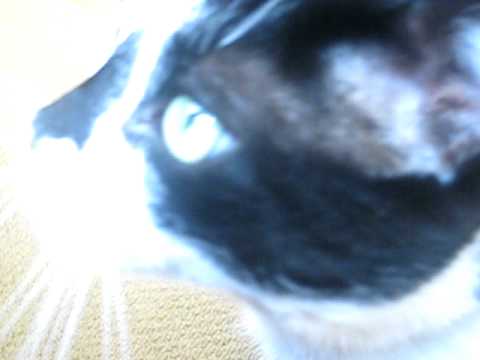 cat does acid