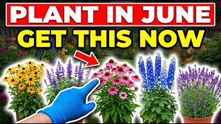Plant These in June! 15 Best Heat-Tolerant Perennials for Hot Summer Gardens