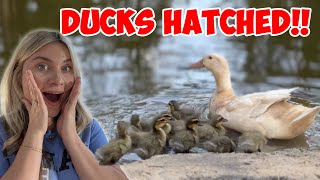 THE DUCKS HATCHED!! *SO CUTE*