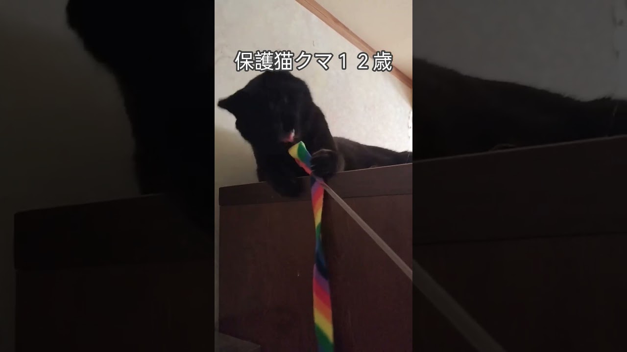 【極美品】犬と猫の救急救命手技 YouTube