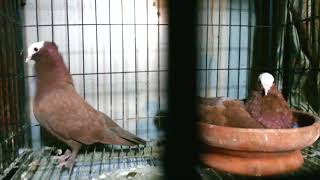 Big Pigeon & Bird Farm at Bogra, Bangladesh