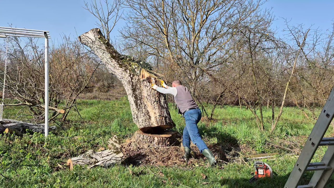 TEK BAŞIMA TEHLİKELİ ve ZOR İŞLER ! - TESTERELER İŞ BAŞINDA