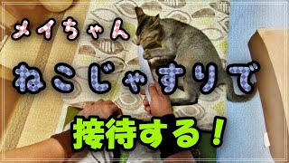 我が家の保護猫日誌。ねこじゃすりでメイを擦る、避妊前映像。1階に慣らす為にグルーミング接待を！（ダラダラ流す映像。）