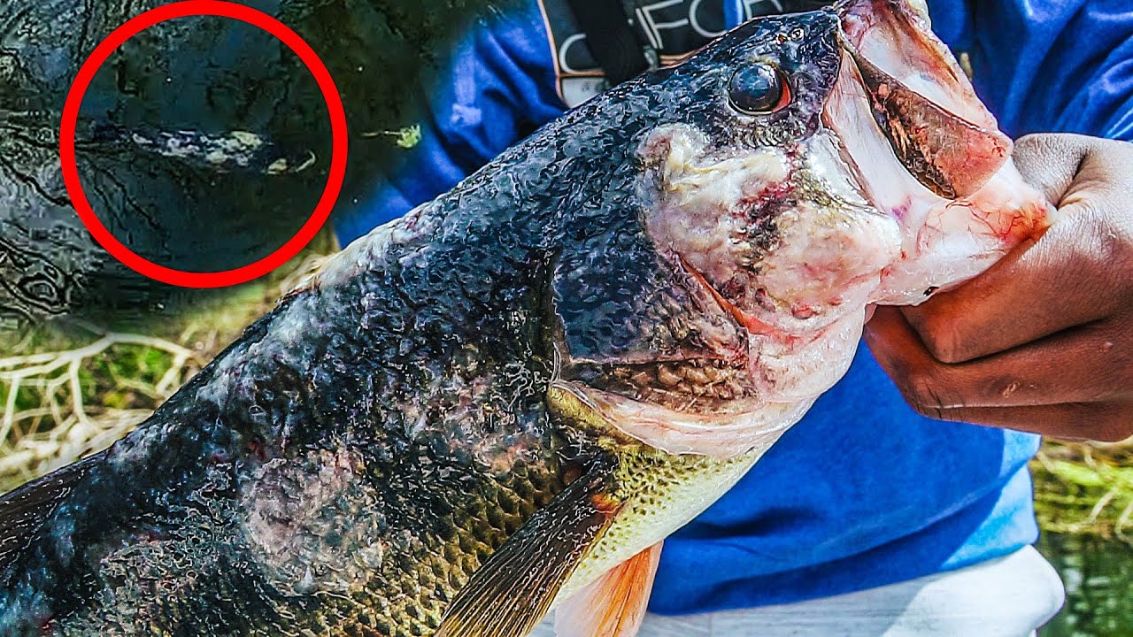 What Happened to This Fish!? Zombie BASS? - YouTube