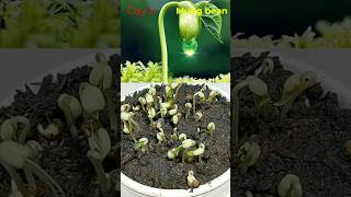 Growing Mung Beans Tree from seed time lapse 6 Days ( test )